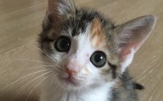 感染症に勝った奇跡の子猫！　ママ獣医師のミルクボランティア奮闘記