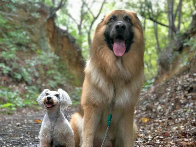 セラピードッグ トレーニング アニマル セラピスト 犬 イヌ いぬ トルコ