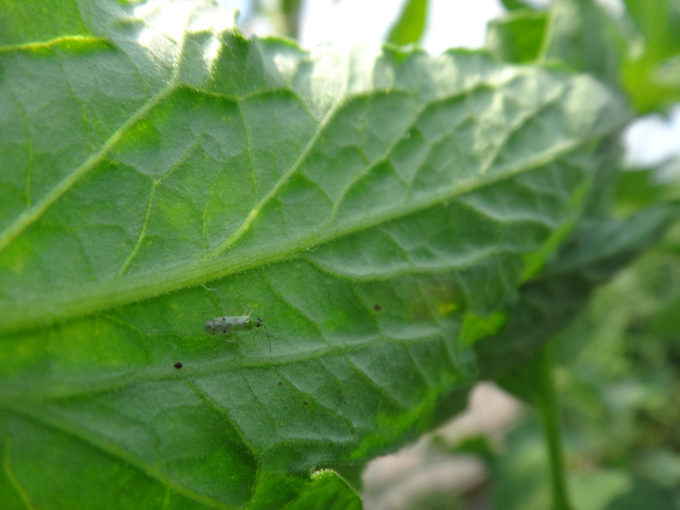 農薬を使わずに害虫駆除する「天敵昆虫」の研究者はどんな1日を送っているのか