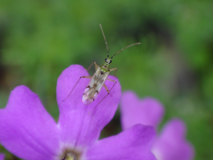天敵昆虫 ナミテントウが害虫のアブラムシを食べる いつ仕掛けるの ニッポン放送 News Online