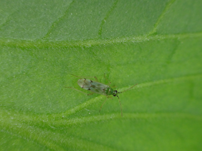 「天敵昆虫」で害虫駆除の作物は農薬を使わずに安全