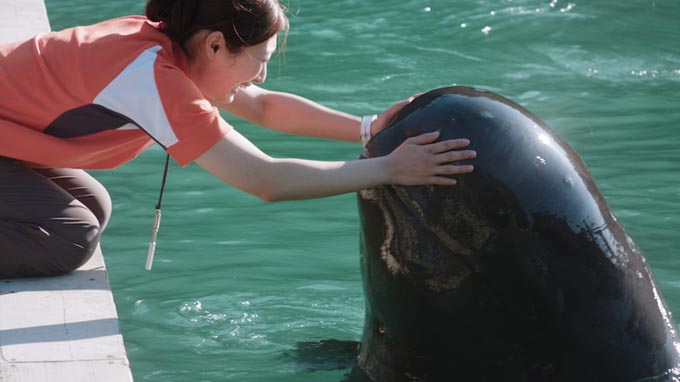 クジラと触れ合える、日本で唯一の博物館をご存知ですか？