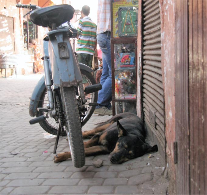 モロッコの犬は自由!? 　旅先で出会ったイスラムの国の犬写真