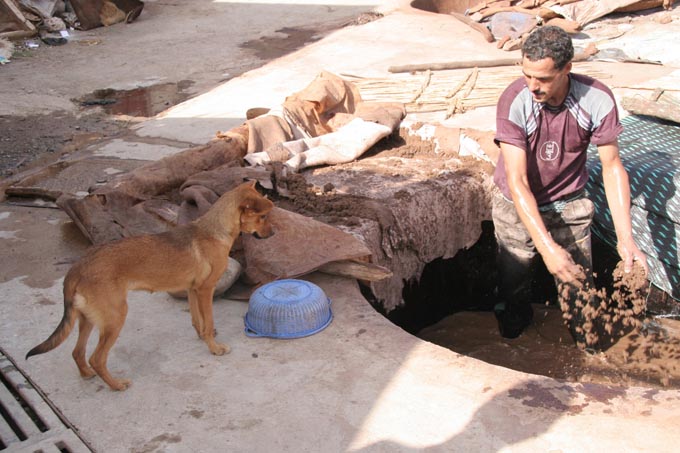 モロッコの犬は自由!? 　旅先で出会ったイスラムの国の犬写真