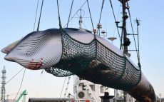 日本がIWC脱退で商業捕鯨の再開～永遠に一致しない議論