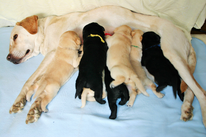 最初は庭で！　50頭近い盲導犬を出産した母犬の繁殖ボランティアの秘話
