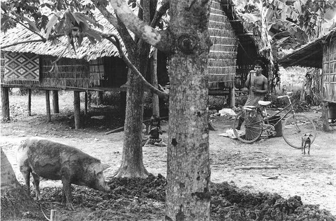 貧しくても犬は家族　カンボジアの農村の人と犬のやさしい関係
