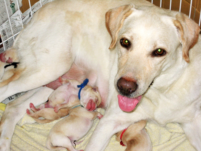 最初は庭で！　50頭近い盲導犬を出産した母犬の繁殖ボランティアの秘話