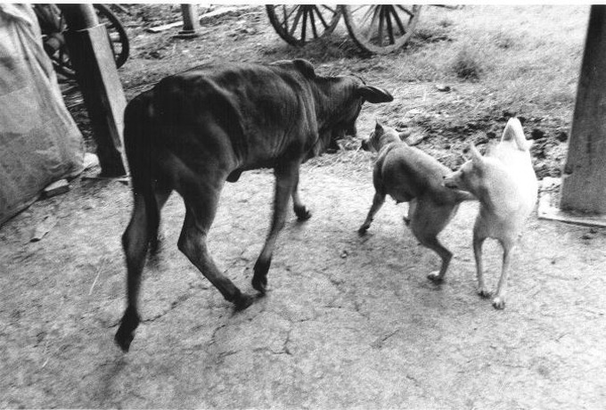 貧しくても犬は家族　カンボジアの農村の人と犬のやさしい関係