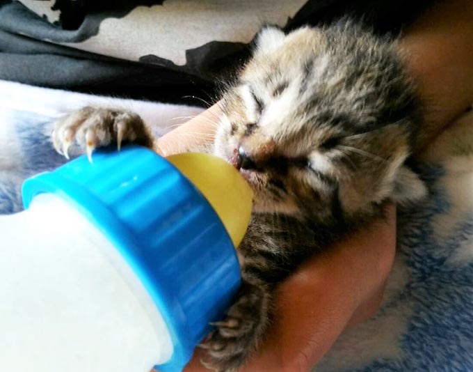 気づけば猫のミルクボランティア　旅先で拾った猫が人生を変えた！
