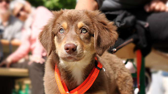 犬の目はなぜ写真を撮ると赤や緑に光るのか ニッポン放送 News Online