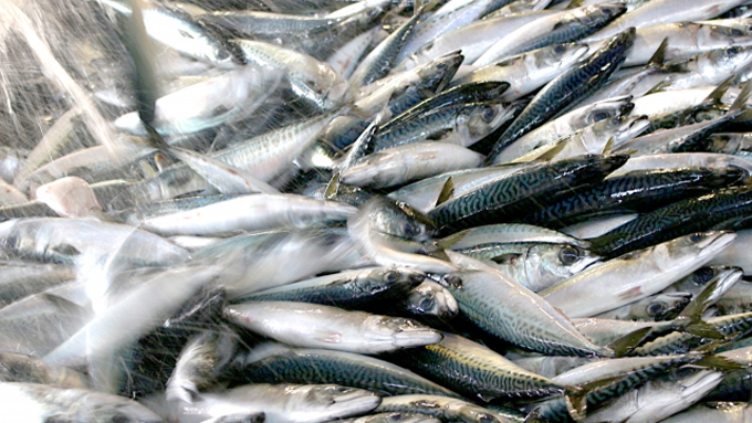 サバを読む の語源は 魚市場の数え間違いから ニッポン放送 News Online