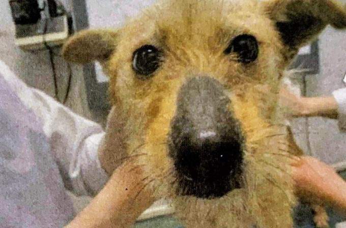 被災地を1ヵ月放浪した犬が、人を癒すセラピー犬に