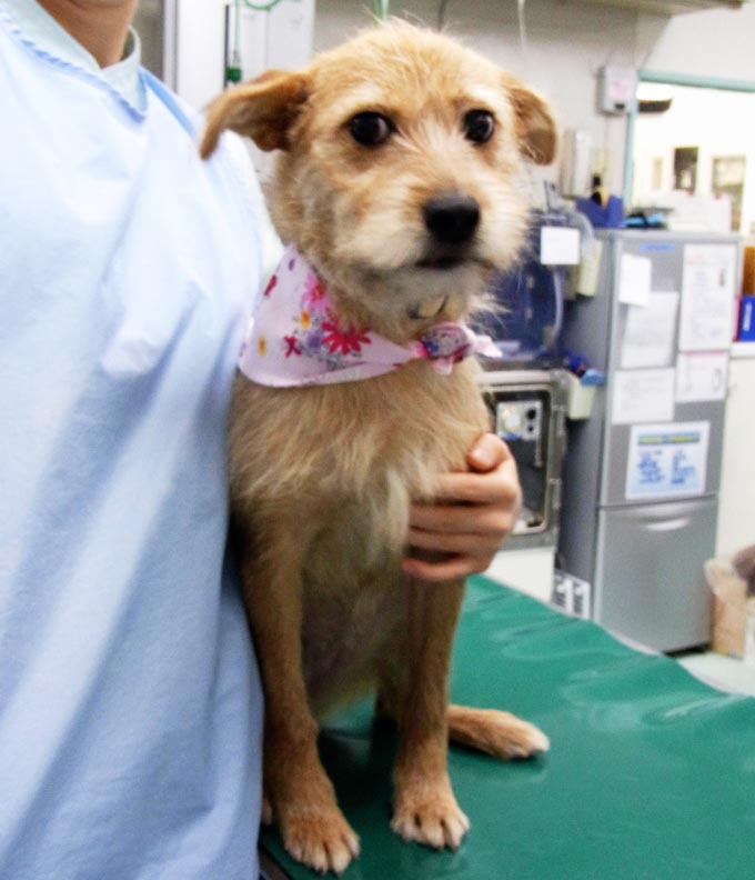 被災地を1ヵ月放浪した犬が、人を癒すセラピー犬に
