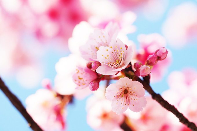 一重咲き、八重咲き…お花見で実践できる桜の見分け方