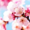 一重咲き、八重咲き…お花見で実践できる桜の見分け方