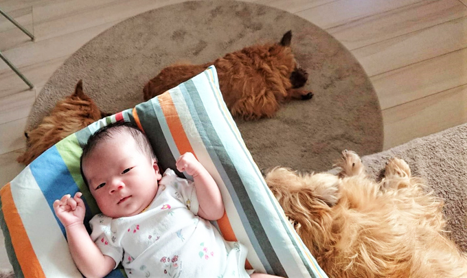 育児疲れを癒し 子育てを手伝う愛犬3頭との日々が宝物 ニッポン放送 News Online