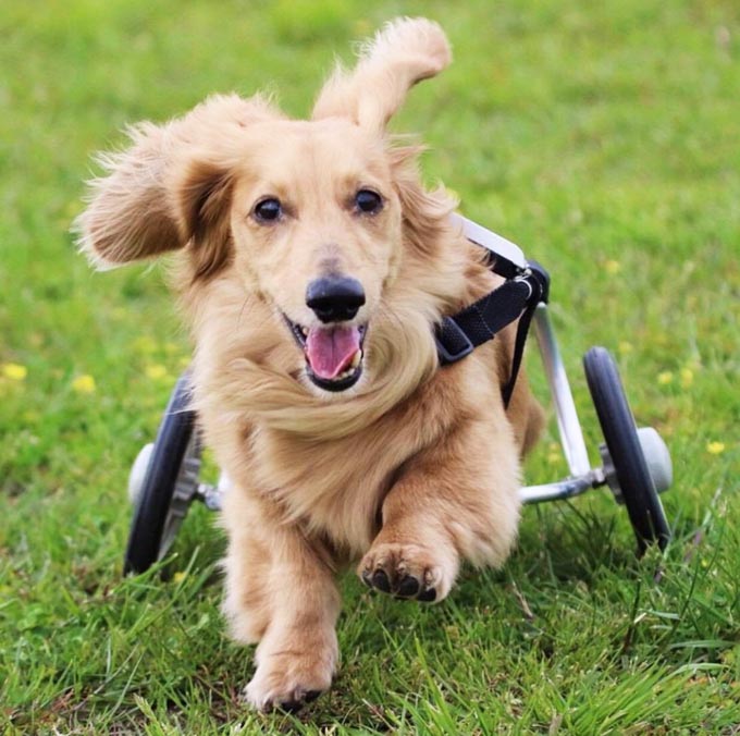 作り続けたペット用車椅子1万台分の笑顔は、亡き愛犬のおかげ