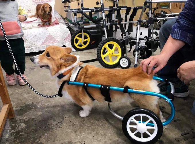 「ELDEN 犬用車椅子(ポチの車椅子製作) 犬用品