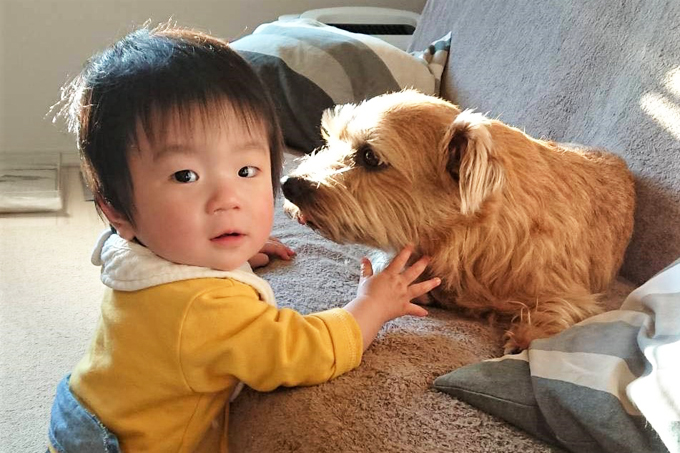 育児疲れを癒し 子育てを手伝う愛犬3頭との日々が宝物 ニッポン放送 News Online