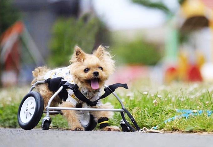 使い勝手の良い 犬用車椅子 犬