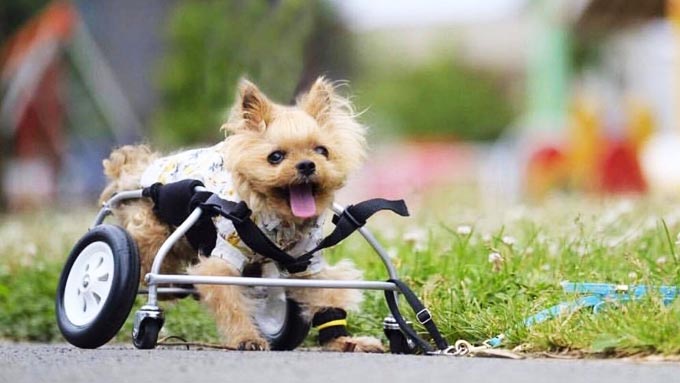 作り続けたペット用車椅子1万台分の笑顔は 亡き愛犬のおかげ ニッポン放送 News Online