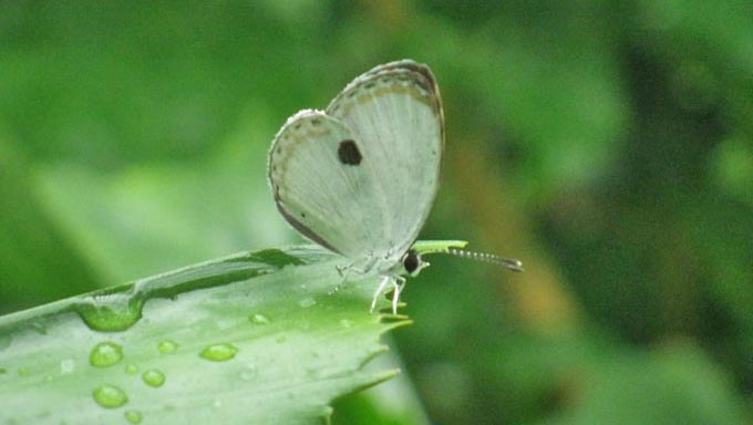 絶滅危惧種のチョウを守ることは、生き物全体を守ること」～その理由とは？ – ニッポン放送 NEWS ONLINE