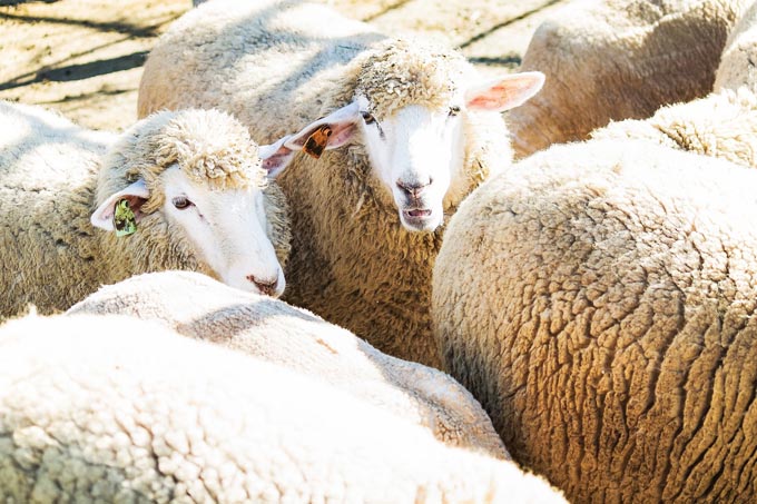 羊を数えると眠れる と言われているのはなぜ ニッポン放送 News Online