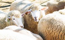 「羊を数えると眠れる」と言われているのはなぜ？