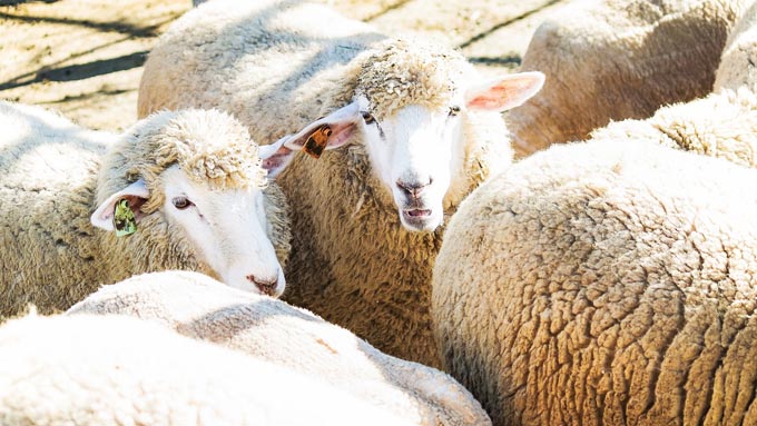 羊を数えると眠れる」と言われているのはなぜ？ – ニッポン放送 NEWS