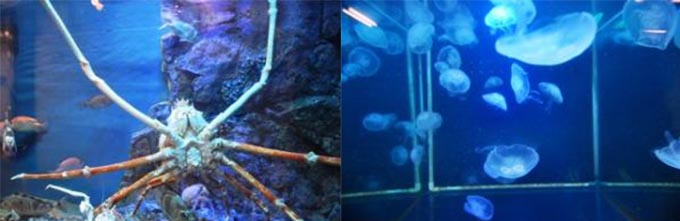 履歴書ならぬ 魚歴書 も話題に 日本で4番目に小さい竹島水族館が挑んだ工夫 ニッポン放送 News Online