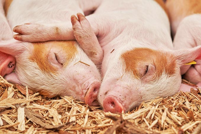 豚は太って見えるけど体脂肪率は高いの 低いの ニッポン放送 News Online
