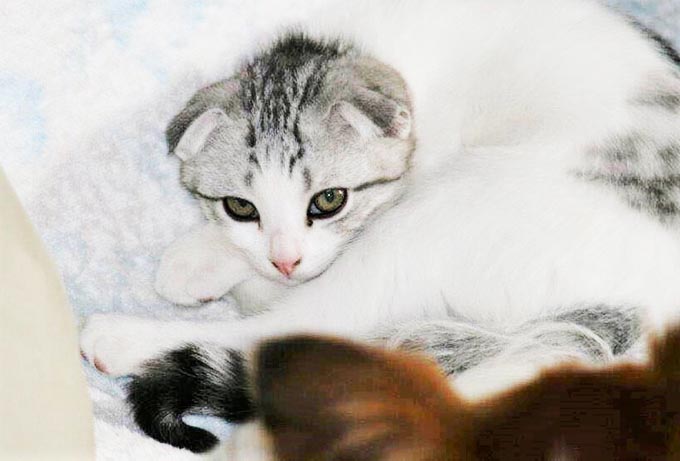 4歳で逝った愛猫が、ペットロスにも陥ったトリマーに残したギフト