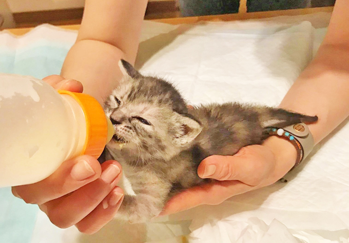 猫が苦手なのに子猫ミルクボランティアに ～子猫は天使だった！～