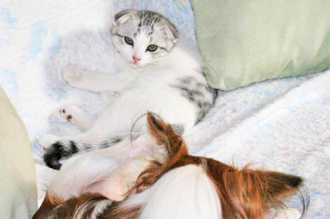 4歳で逝った愛猫が、ペットロスにも陥ったトリマーに残したギフト