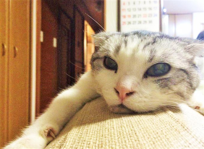 4歳で逝った愛猫が ペットロスにも陥ったトリマーに残したギフト ニッポン放送 News Online