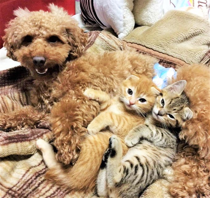 愛猫の出産と指のない愛犬が トリマーに教えてくれたこと ニッポン放送 News Online