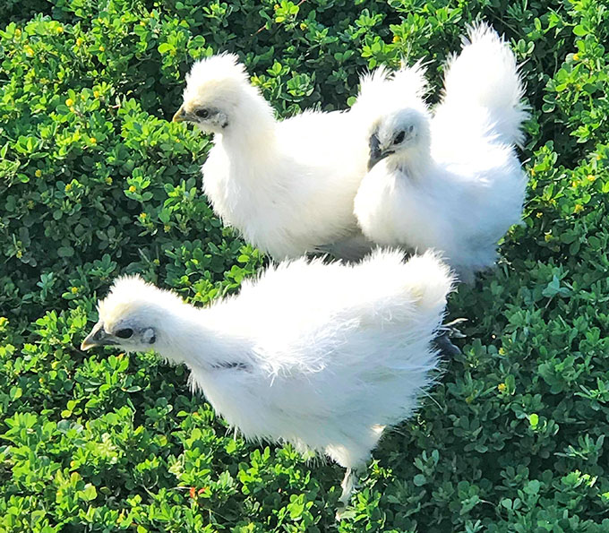 室内で烏骨鶏の放し飼いをスタートさせた夫婦が得た、笑顔の毎日