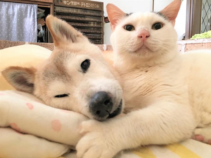 一目惚れした柴犬が認知症に 献身的に支えたネコの愛情 ニッポン放送 News Online