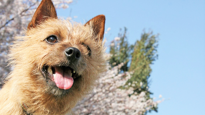 犬に飼い主のストレス症状が伝染 理由を知れば愛おしさ倍増 納得 ニッポン放送 News Online