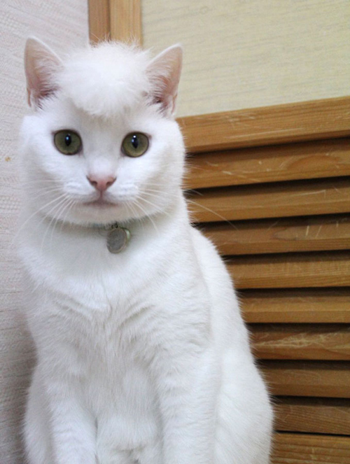 猫の頭を増毛したら想像以上の髪型に ツッパリ感がすごい 笑える ニッポン放送 News Online