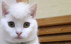 猫の頭を増毛したら想像以上の髪型に　「ツッパリ感がすごい」「笑える」