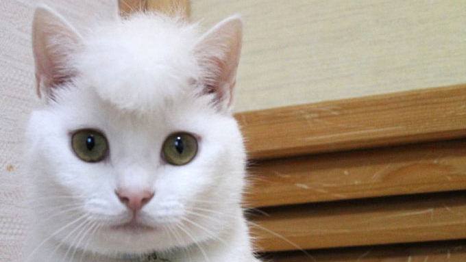 猫の頭を増毛したら想像以上の髪型に ツッパリ感がすごい 笑える ニッポン放送 News Online