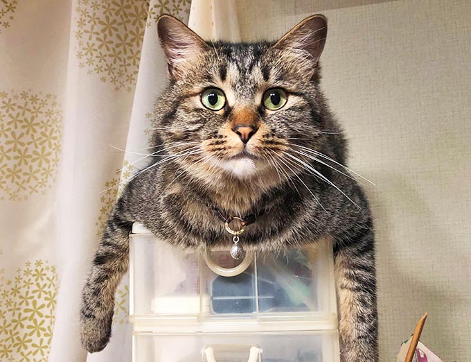 メスなのにオトコ顔 ふてぶてしい保護猫が譲渡先で見せた意外な顔 ニッポン放送 News Online