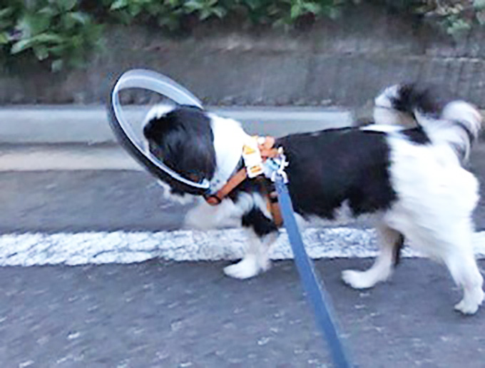 失明した愛犬への後悔を生きている盲目の犬たちの喜びに変えたい 脱サラ愛犬家の挑戦物語 ニッポン放送 News Online