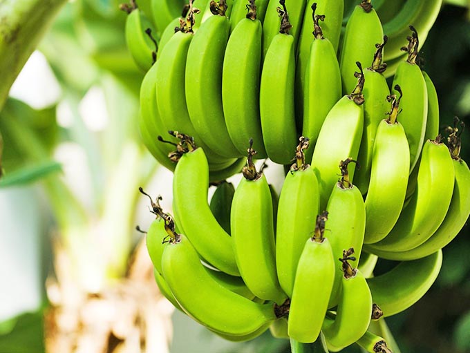 バナナが緑色の状態でしか輸入されない理由