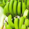 バナナが緑色の状態でしか輸入されない理由