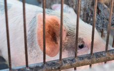 豚コレラ～感染源に囲まれた石川県で発生しない理由
