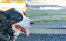 大型犬との同伴避難を誘われて友人宅へ～河川氾濫危険地からの教訓～