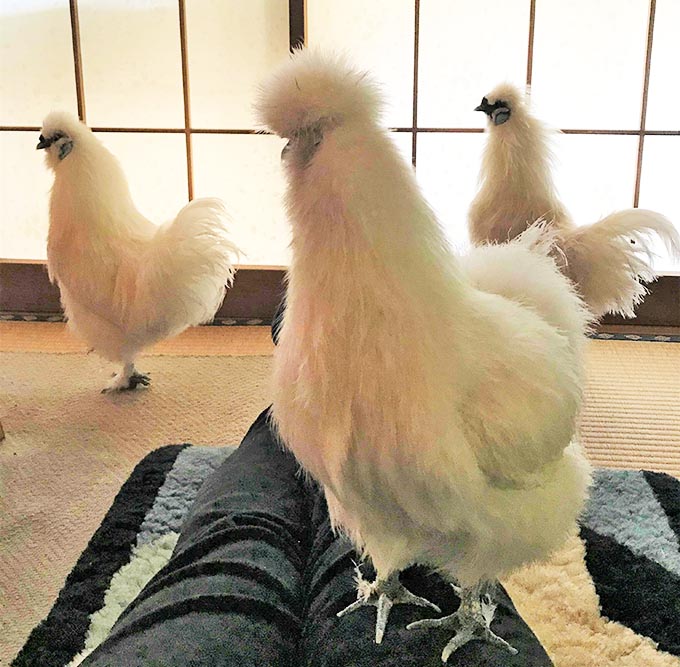 室内放し飼いの烏骨鶏3羽との生活は ドキドキやワクワクの連続 ニッポン放送 News Online